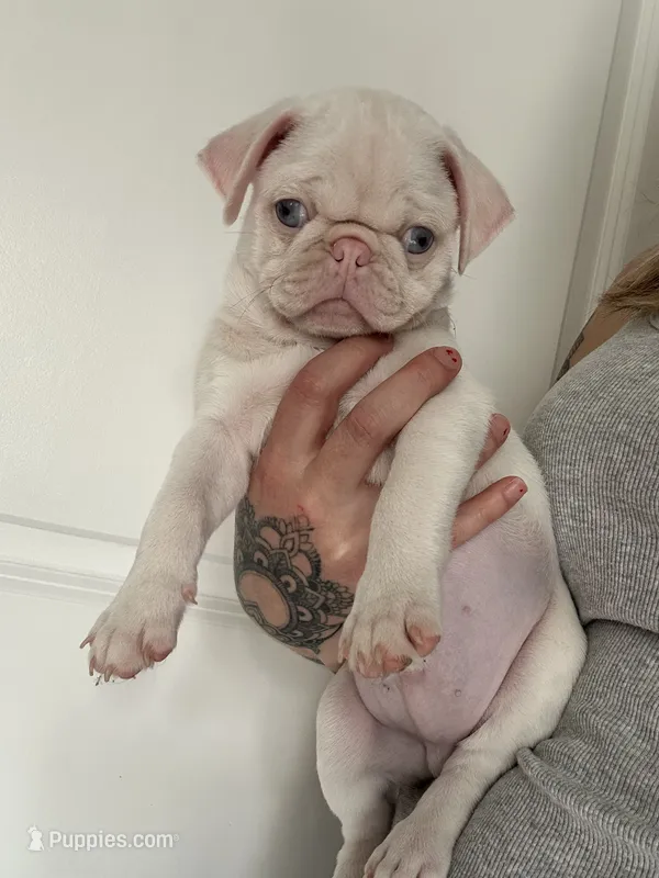 Kiwi – Pug puppy for sale in Sequim, WA