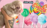 Cotton candy , a female Pug for sale in Sequim, WA – 2 of 4