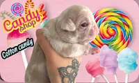 Cotton candy , a female Pug for sale in Sequim, WA – 3 of 4