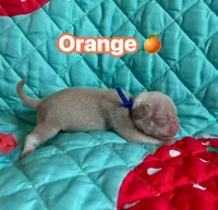 Orange, a male Pug for sale in Sequim, WA – 3 of 3