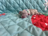 Lime, a female Pug for sale in Sequim, WA – 3 of 4