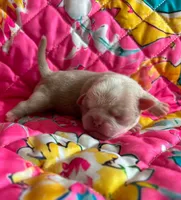 Grape, a female Pug for sale in Sequim, WA – 3 of 6