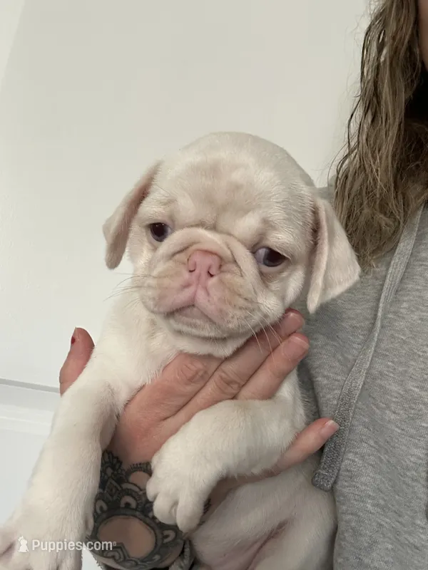 Lollipop – Pug puppy for sale in Sequim, WA