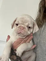 Lollipop, a female Pug for sale in Sequim, WA – 1 of 3