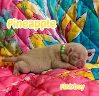 Pineapple, a male Pug for sale in Sequim, WA – 1 of 5