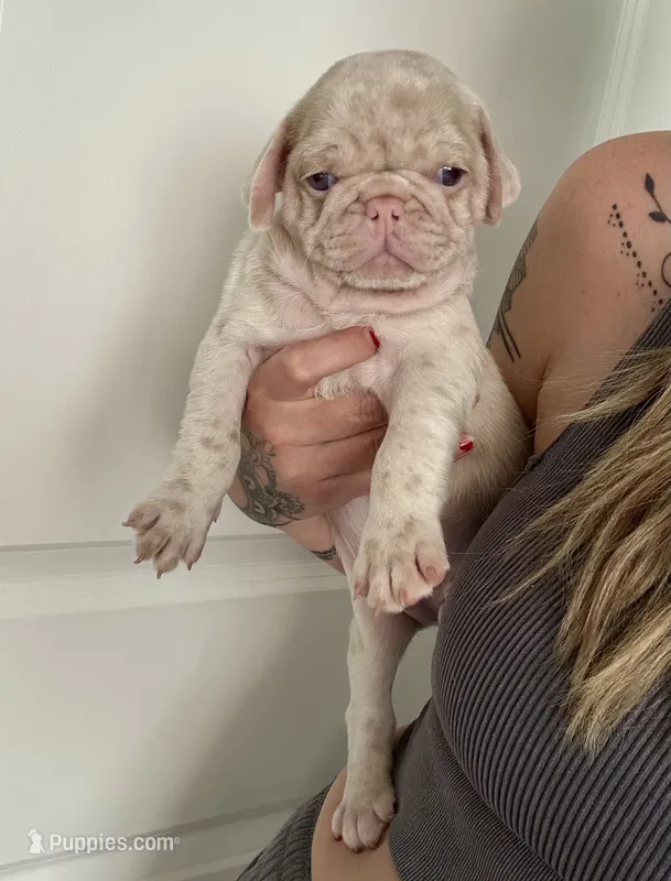 Heihei – Pug puppy for sale in Sequim, WA
