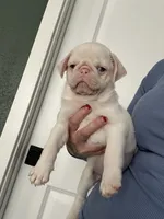 Cherry, a male Pug for sale in Sequim, WA – 4 of 6
