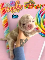 Dots, a male Pug for sale in Sequim, WA – 5 of 5