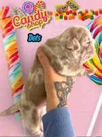 Dots, a male Pug for sale in Sequim, WA – 2 of 5