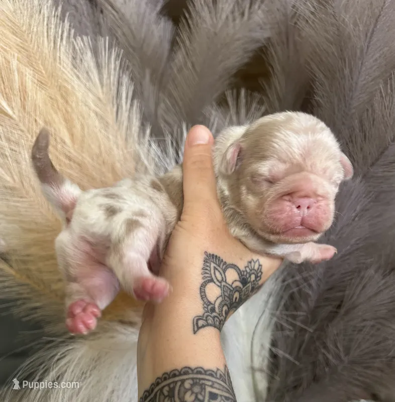 Blueberry – Pug puppy for sale in Sequim, WA