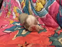 Grape, a female Pug for sale in Sequim, WA – 4 of 6