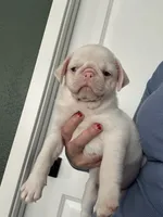 Cherry, a male Pug for sale in Sequim, WA – 3 of 6