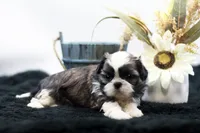 Benji, a male Shih Tzu for sale in Ash Grove, MO – 5 of 10