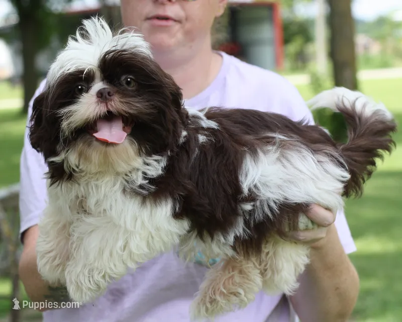 Bobbie – Shih Tzu puppy for sale in Ash Grove, MO
