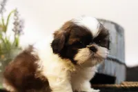 Duke, a male Shih Tzu for sale in Ash Grove, MO – 2 of 10