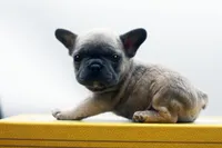 Titus, a male French Bulldog for sale in Ash Grove, MO – 8 of 10