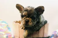 Dorothy, a female French Bulldog for sale in Ash Grove, MO – 6 of 9