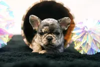 Dorothy, a female French Bulldog for sale in Ash Grove, MO – 2 of 9