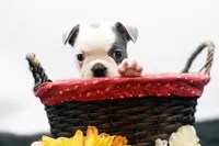 Rascal, a male Frenchton for sale in Ash Grove, MO – 3 of 10