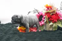 Elvis, a male Frenchton for sale in Ash Grove, MO – 10 of 10