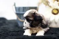 Benji, a male Shih Tzu for sale in Ash Grove, MO – 6 of 10
