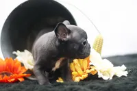 Rocco, a male Frenchton for sale in Ash Grove, MO – 1 of 10
