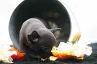 Rocco, a male Frenchton for sale in Ash Grove, MO – 5 of 10
