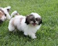 Duffy, a male Shih Tzu for sale in Ash Grove, MO – 4 of 10