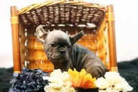 Cisco, a male French Bulldog for sale in Ash Grove, MO – 2 of 10