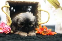Dusty, a male Shih Tzu for sale in Ash Grove, MO – 8 of 10