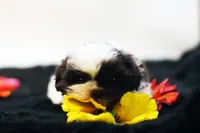 Bobbie, a male Shih Tzu for sale in Ash Grove, MO – 6 of 10