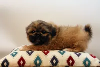 Ryan, a male Shih Tzu for sale in Ash Grove, MO – 9 of 10