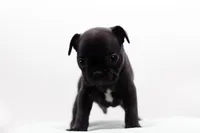 Ralphie, a male Frenchton for sale in Ash Grove, MO – 8 of 10