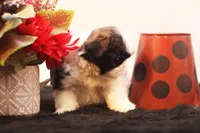 Demi, a female Shih Tzu for sale in Ash Grove, MO – 6 of 10
