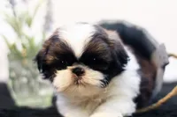Duke, a male Shih Tzu for sale in Ash Grove, MO – 5 of 10