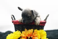 Cedar, a male French Bulldog for sale in Ash Grove, MO – 4 of 10