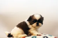 Doc, a male Shih Tzu for sale in Ash Grove, MO – 9 of 10