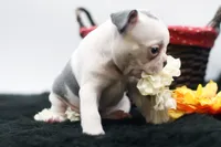 Rascal, a male Frenchton for sale in Ash Grove, MO – 7 of 10