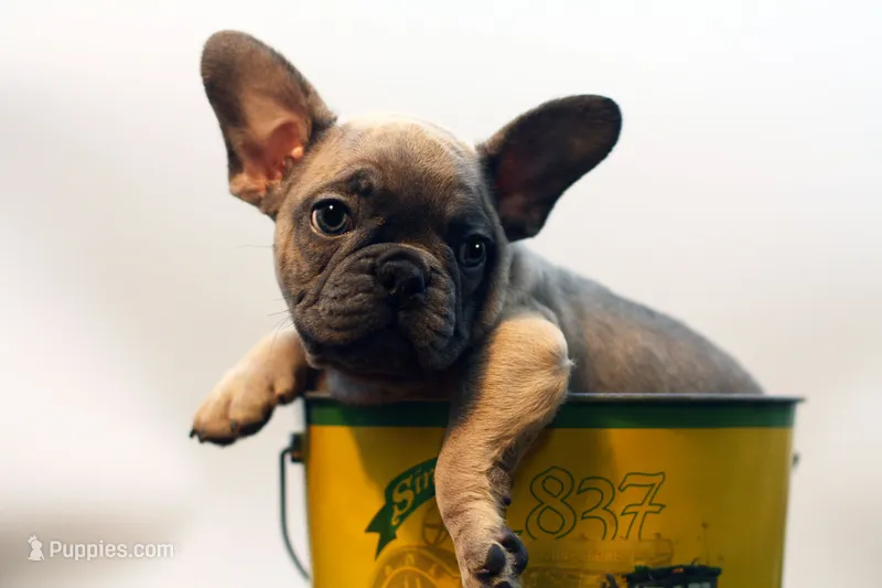 Chico – French Bulldog puppy for sale in Ash Grove, MO