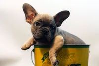 Chico, a male French Bulldog for sale in Ash Grove, MO – 1 of 10