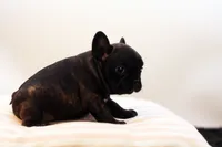 Delilah, a female French Bulldog for sale in Ash Grove, MO – 10 of 10