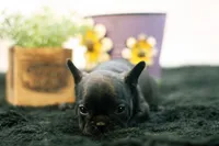 Duchess, a female French Bulldog for sale in Ash Grove, MO – 4 of 10