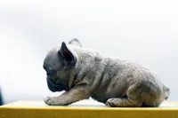 Titus, a male French Bulldog for sale in Ash Grove, MO – 10 of 10