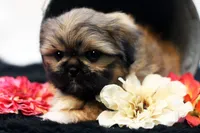 Ryan, a male Shih Tzu for sale in Ash Grove, MO – 3 of 10
