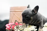 Teddy, a female French Bulldog for sale in Ash Grove, MO – 3 of 10