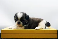 Bear, a male Shih Tzu for sale in Ash Grove, MO – 8 of 10