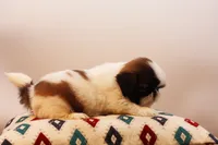 Duffy, a male Shih Tzu for sale in Ash Grove, MO – 9 of 10