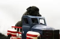 Porkie, a male Frenchton for sale in Ash Grove, MO – 7 of 10