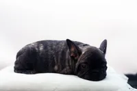 Pluto, a male French Bulldog for sale in Ash Grove, MO – 6 of 10