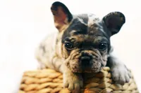 Dallas, a male French Bulldog for sale in Ash Grove, MO – 8 of 10